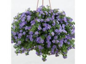 БАКОПА EPIC BLUE (Я)