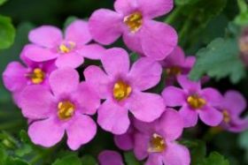 БАКОПА EPIC PINK (Я)