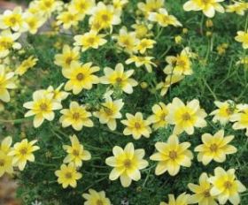 БИДЕНС SPOTLIGHT (Я)