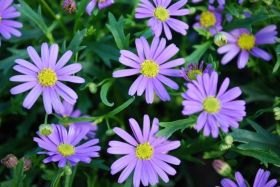БРАХИКОМА OUTBACK MAUVE DELIGHT