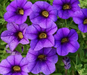 КАЛИБРАХОА CALIPETITE BLUE (Я)