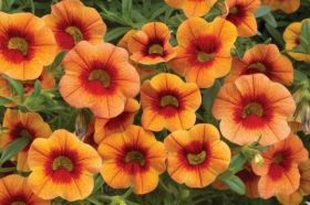 КАЛИБРАХОА CALIPETITE SUNSET ORANGE