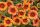 КАЛИБРАХОА CALIPETITE SUNSET ORANGE