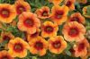 КАЛИБРАХОА CALIPETITE SUNSET ORANGE