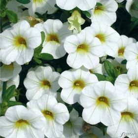 КАЛИБРАХОА CALIPETITE WHITE