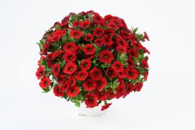 КАЛИБРАХОА CALITASTIC BRIGHT RED
