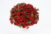 КАЛИБРАХОА CALITASTIC BRIGHT RED