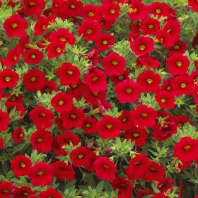 КАЛИБРАХОА MILLION BELLS CLASSIC BOUQUET RED