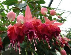 ФУКСИЯ GIANT BICENTENNIAL (Я)