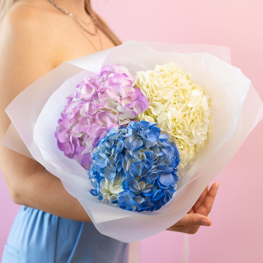 Гортензия микс 3 шт