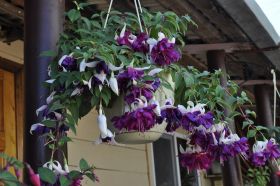 Фуксия GIANT Deep Purple