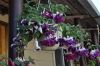 Фуксия GIANT Deep Purple