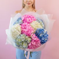 Гортензия микс 9 шт