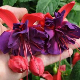 Фуксия GIANT Voodoo (Я)