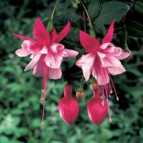 ФУКСИЯ EL CAMINO (Я)