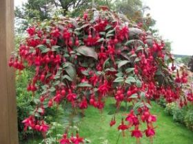 Фуксия TRAILING Marinka (Я)