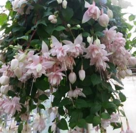 Фуксия TRAILING Pink Marshmallow