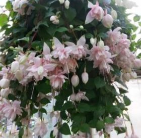 Фуксия TRAILING Pink Marshmallow (Я)