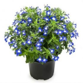 Лобелия HOT Bavaria (Я)