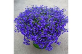 Лобелия HOT Blue (Я)