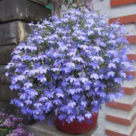 ЛОБЕЛИЯ STAR BLUE STAR