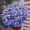 ЛОБЕЛИЯ STAR BLUE STAR