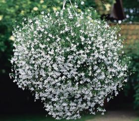 ЛОБЕЛИЯ STAR WHITE STAR