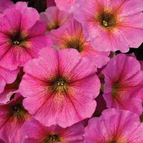 Петхоа BEAUTICAL Sunray Pink