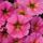 Петхоа BEAUTICAL Sunray Pink