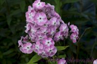Флокс 'Есения' / Phlox 'Eseniya'