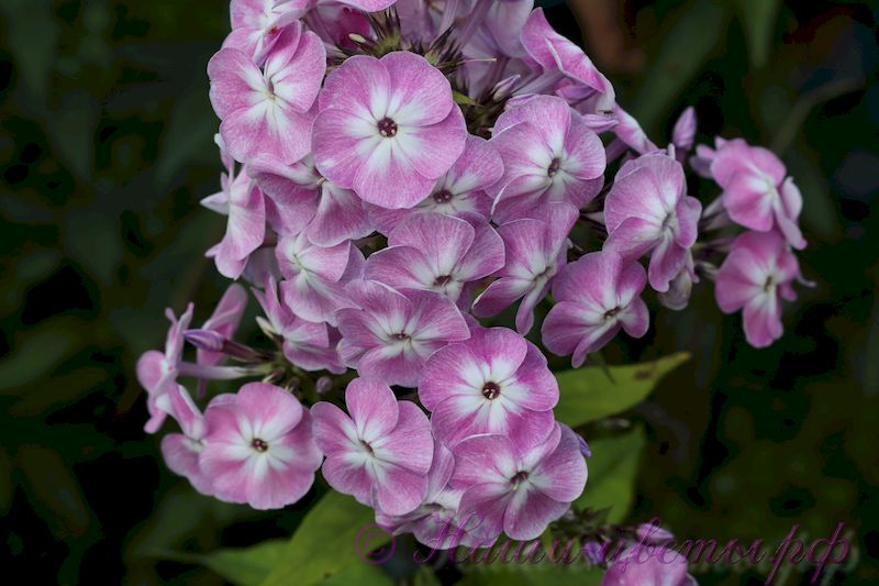 Флокс 'Есения' / Phlox 'Eseniya'