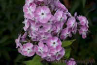 Флокс 'Есения' / Phlox 'Eseniya'