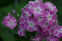 Флокс 'Есения' / Phlox 'Eseniya'
