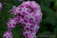 Флокс 'Есения' / Phlox 'Eseniya'