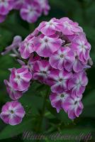 Флокс 'Есения' / Phlox 'Eseniya'