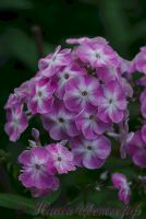 Флокс 'Есения' / Phlox 'Eseniya'