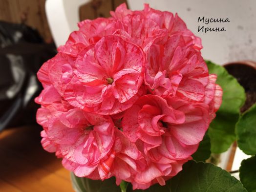 Шёлк Красные Пески № 2446