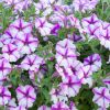 ПЕТУНИЯ BUBBLES BUTTERFLY