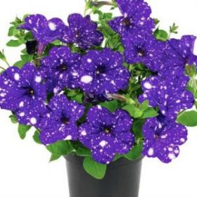 ПЕТУНИЯ CONSTELLATION Virgo (Я)