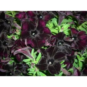 ПЕТУНИЯ CRAZYTUNIA Black Mamba