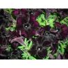ПЕТУНИЯ CRAZYTUNIA Black Mamba