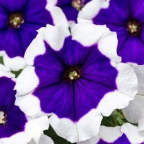 ПЕТУНИЯ CRAZYTUNIA Blue Picotee (Я)