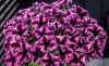 ПЕТУНИЯ CRAZYTUNIA Cosmic Pink