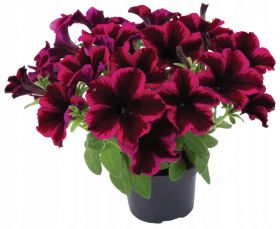 ПЕТУНИЯ CRAZYTUNIA Cosmic Purple