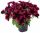 ПЕТУНИЯ CRAZYTUNIA Cosmic Purple
