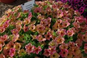 ПЕТУНИЯ CRAZYTUNIA Terracotta (Я)