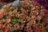 ПЕТУНИЯ CRAZYTUNIA Terracotta