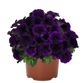 ПЕТУНИЯ OVATION BLUE VELVET