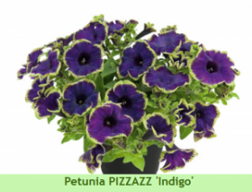 ПЕТУНИЯ PIZZAZ INDIGO (Я)
