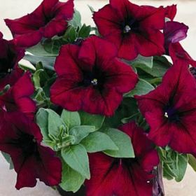СУРФИНИЯ SURFINIA CLASSIC BURGUNDY 487